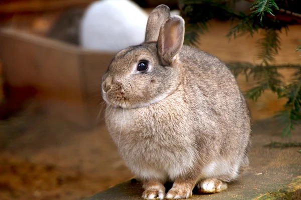 Кролик — стоковое фото
