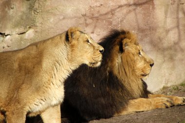 Aslan