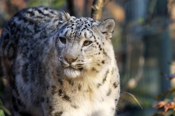 Kar Leoparı