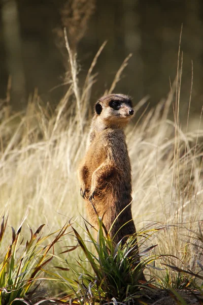 Meerkat — Stock Photo, Image