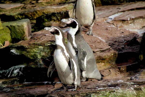 Пингвины — стоковое фото