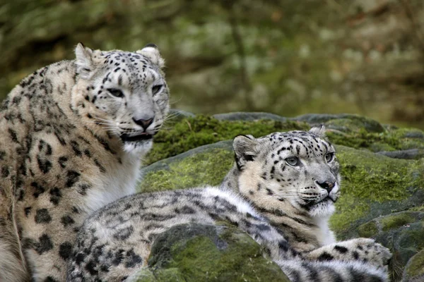 Leopardo da neve — Fotografia de Stock