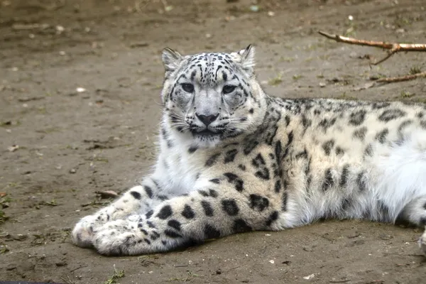 Sněžný leopard — Stock fotografie