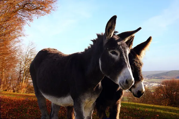 Burro. — Fotografia de Stock