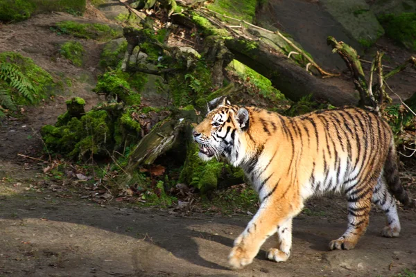 Tigre — Fotografia de Stock