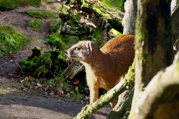 Mongoose — Stock Photo, Image