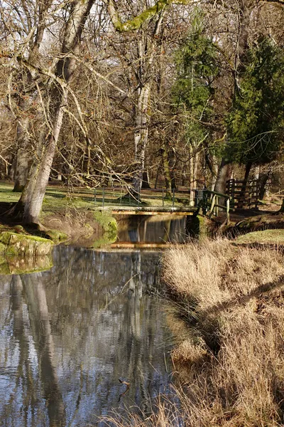 Foresta — Foto Stock