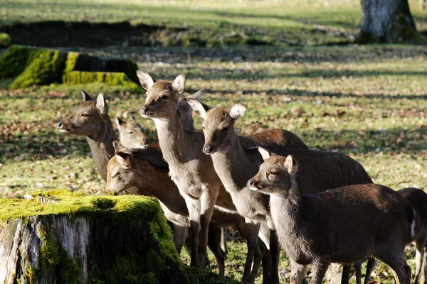 Deers — Stock Photo, Image