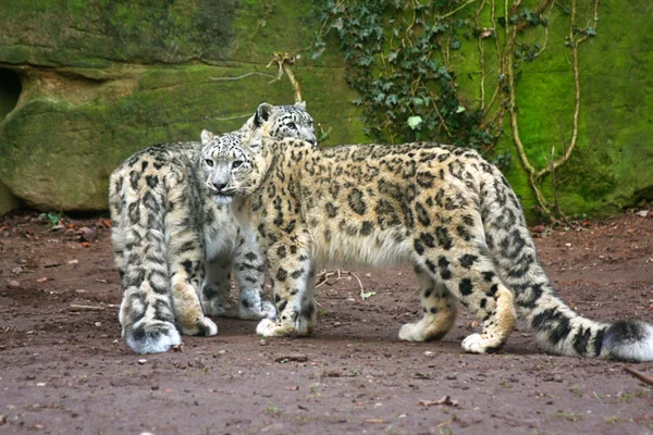 Leopardo da neve — Fotografia de Stock