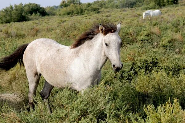 Pferd — Stockfoto