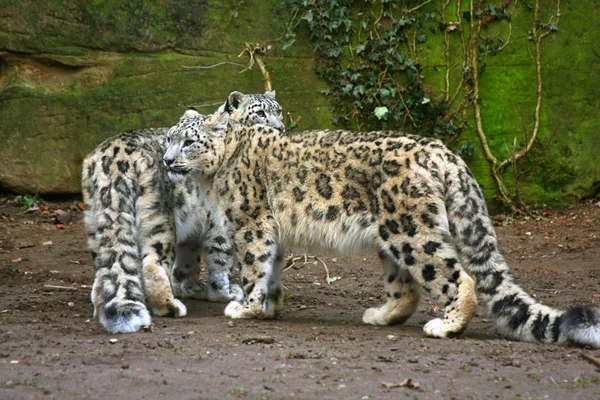 Leopardo da neve — Fotografia de Stock