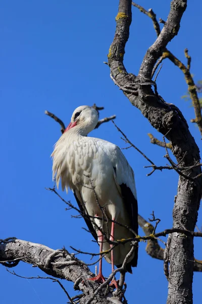 Uma Cegonha Está Uma Árvore Não Muito Longe Seu Ninho — Fotografia de Stock