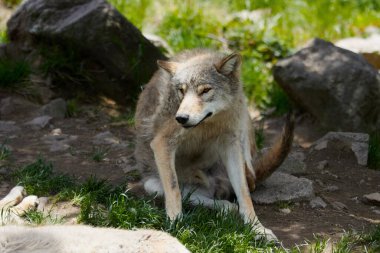 Kendini tırmalayan Polonyalı kurtların portresi