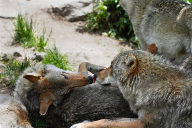İki Avrupalı kurt portresi. Bir kurt diğerinin burnunu yalıyor.