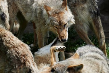 Bir gruptaki iki Avrupalı kurdun portresi ve bir kurt diğer kurda itaatini gösteriyor.