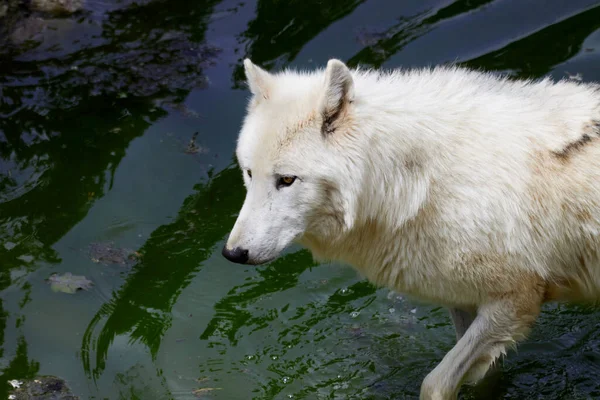 Loups Polaires Dans Eau Par Une Journée Chaude Boire — Photo