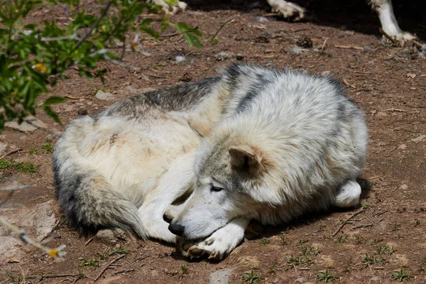 Ancianos Lobos Polares Grises Blancos Descansan Fondo Arena — Foto de Stock