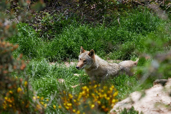 Retrato Lobos Europeos Tumbados Hierba Sobre Trozo Carne —  Fotos de Stock