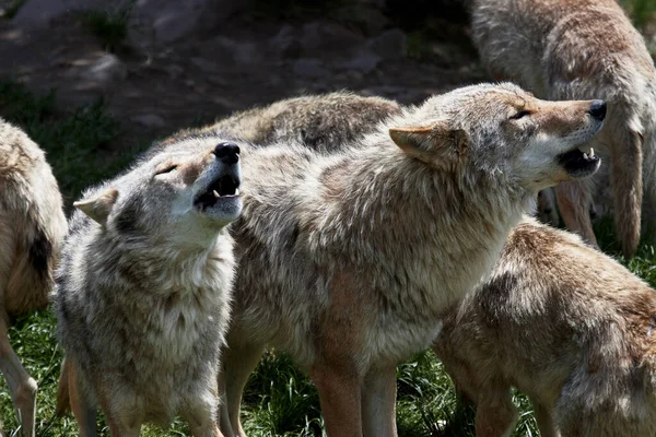 Group Wolves Howling Together Show Cohesion — Stock Photo, Image