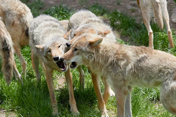 Group Wolves Start Howl Together — Stock Photo, Image