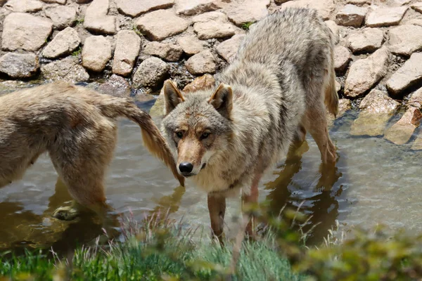 portrait of a european wolves standing in the water and looking up
