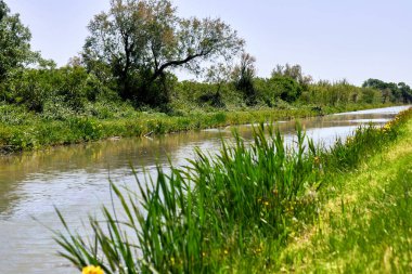 Orman baharı ya da nehir akışı manzarası, sakin doğa arka planı.