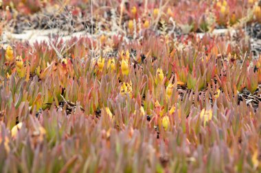 Kumsalda kırmızı renkli sampir bitkisi