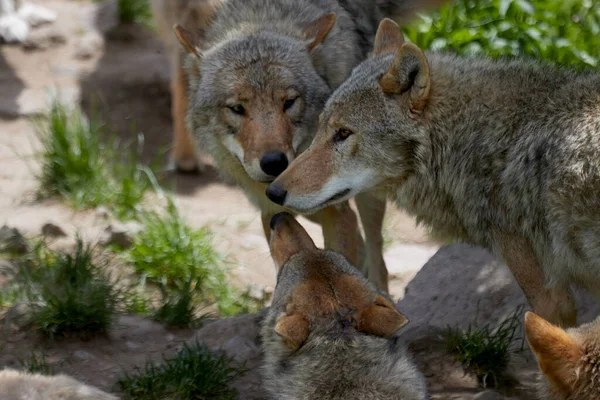 three european wolves sniffing each other by the snout