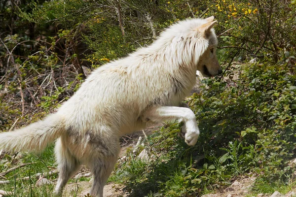 Lobos Polares Saltam Para Cima Depois Saltam Para Arbustos — Fotografia de Stock