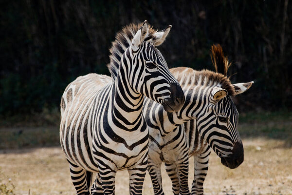 Two young zebras stand together and one looks into the distance