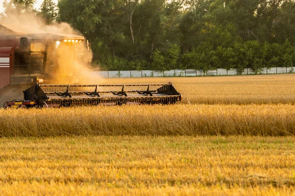 Combine harvester harvest ripe wheat on the field in lights of golden sunset. Selective focus.