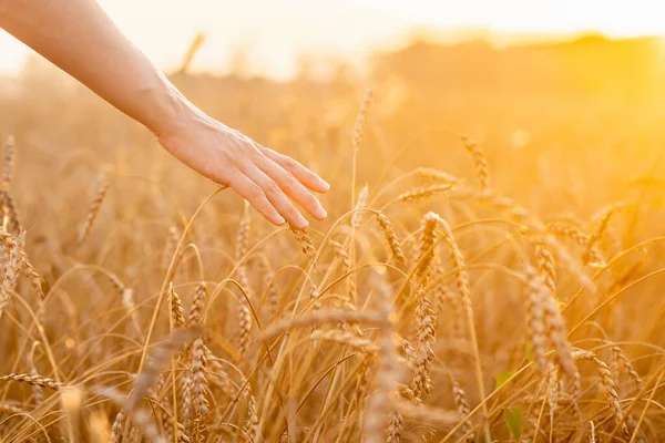 Die Hand Der Frau Pflegt Reife Goldene Weizenstacheln Wunderschönen Sonnenuntergang Stockbild