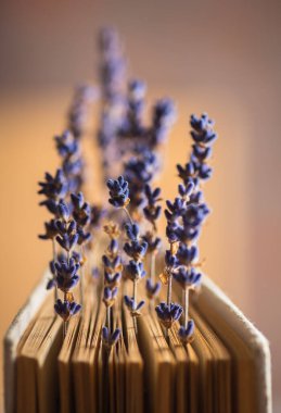 Kurutulmuş lavanta çiçekleri kitap gibi görünüyordu. Makro atış. Seçici odaklanma. Çok sığ alan derinliği.