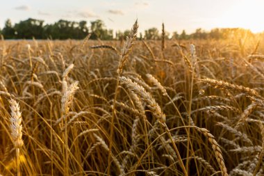Olgun altın buğday dikenleri güzel günbatımı ışıklarıyla tarlada. Seçici odaklanma. Sığ alan derinliği.