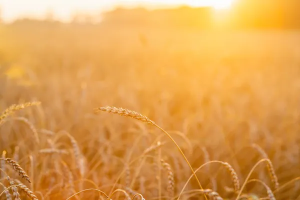 Espiguetas Trigo Dourado Maduro Campo Belas Luzes Pôr Sol Foco — Fotografia de Stock