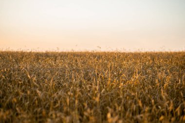 Olgun altın buğday dikenleri güzel günbatımı ışıklarıyla tarlada. Seçici odaklanma. Sığ alan derinliği.