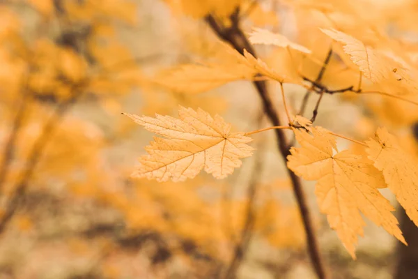 Gouden Esdoorn Bladeren Tak Het Bos Selectieve Focus Ondiepe Scherptediepte — Stockfoto