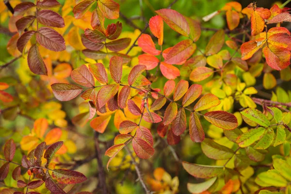 Цветные Листья Кустарника Осеннем Лесу Селективный Фокус — стоковое фото