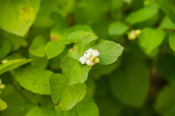 Symphoricarpos Albus Snowberry Rostlina Bílými Bobulemi Selektivní Soustředění Mělká Hloubka — Stock fotografie