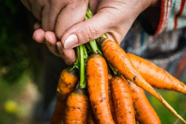 Çiftlik arazisinde yeni toplanmış havuçlu çiftçi elleri. Seçici odaklanma. Sığ alan derinliği.