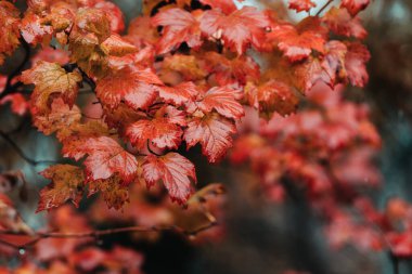 Yağmurlu sonbahar sabahında yağmur damlalarıyla kırmızı viburnum yaprakları. Seçici odaklanma. Sığ alan derinliği.