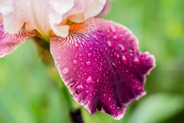 Iris Rose Fleurs Dans Jardin Concentration Sélective — Photo
