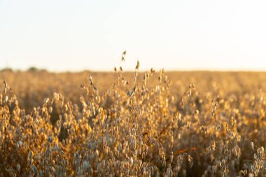 Sahada olgun altın yulaflar var. Seçici odaklanma. Sığ alan derinliği.