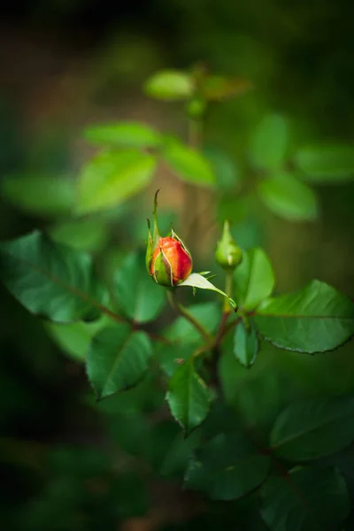 Kwitnąca Czerwona Róża Ogrodzie Nakręcony Zabytkowym Obiektywie Dużą Winietą Płytka — Zdjęcie stockowe