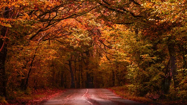 Una Hermosa Vista Camino Vacío Otoño —  Fotos de Stock