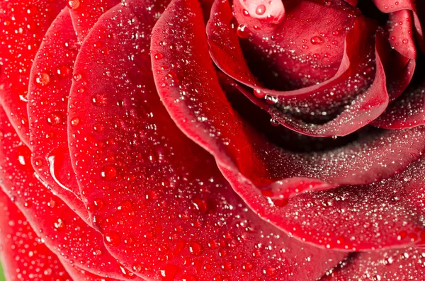 Drops on the rose — Stock Photo, Image