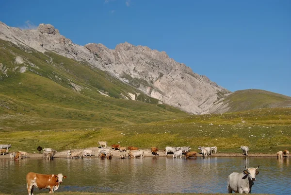 Gran Sasso, Campo dei fiori, Italy — Stock Photo, Image