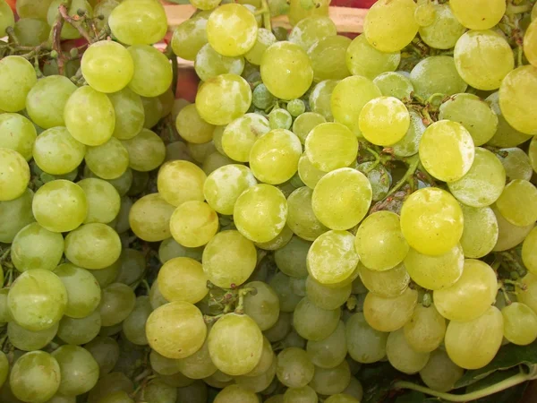 串白色成熟葡萄 — 图库照片