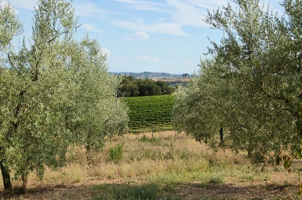 A toszkán vidéken, a dombok olajfákkal és szőlővel — Stock Fotó