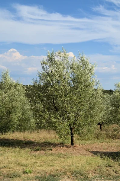 La campiña toscana con colinas de olivos y vides — Foto de Stock